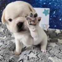 Mops Welpen (Altdeutsch/u.Retro/u.Fluffy
