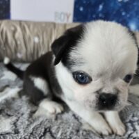 Mops Welpen (Altdeutsch/u.Retro/u.Fluffy
