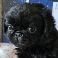 Mops Welpen (Altdeutsch/u.Retro/u.Fluffy