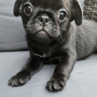 Mops Welpen (Altdeutsch/u.Retro/u.Fluffy