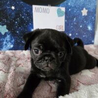 Mops Welpen (Altdeutsch/u.Retro/u.Fluffy