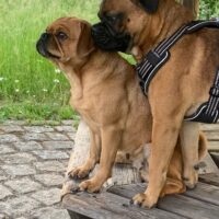 Wirfankündigung Retro-Mops Welpen mit Ahnentafel