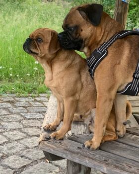 Wirfankündigung Retro-Mops Welpen mit Ahnentafel