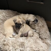 Echter Retromops Prinz