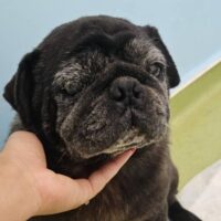 PUGY 💔 von seiner eigenen Familie einfach im Tierheim abgegeben