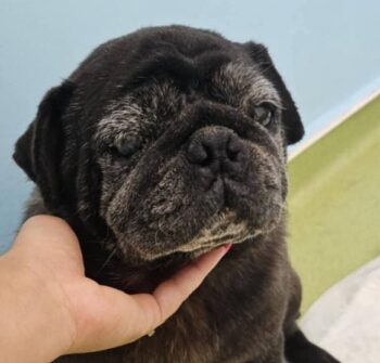 PUGY 💔 von seiner eigenen Familie einfach im Tierheim abgegeben