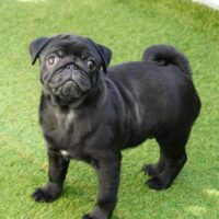 Süßer Mops Welpe sucht Familie