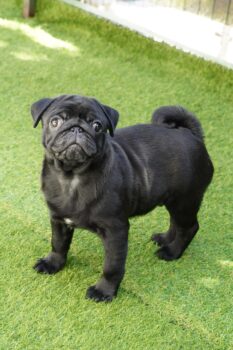 Süßer Mops Welpe sucht Familie