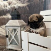 Mops Welpen