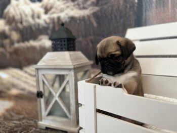 Mops Welpen