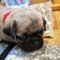 Retro Mops Welpen