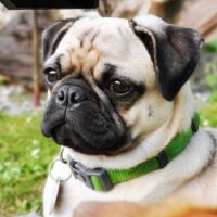 Retro Mops Welpen