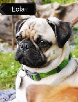 Retro Mops Welpen
