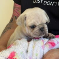 Altdeutsche Mopswelpen