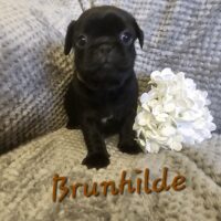 Unsere Mops - Welpen dürfen ab 21.11.25 ausziehen