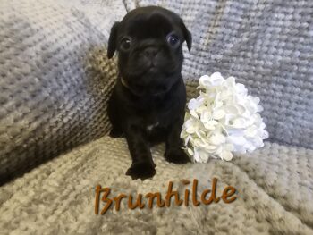 Miniaturansicht für das Anzeigenbild