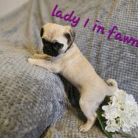 3 wundervolle Mops Welpen in fawn und schwarz suchen noch ein Zuhause