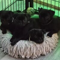 Unsere Retro - Mops - Welpen dürfen ausziehen
