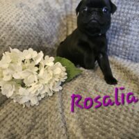 Unsere Mops - Welpen dürfen ausziehen