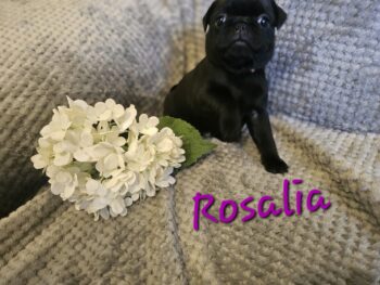 Miniaturansicht für das Anzeigenbild