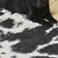 Altdeutsche Mopswelpen