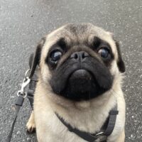 Cukimano unser Halbstarker 💪