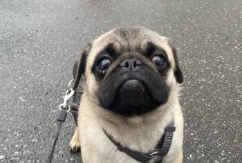 Cukimano unser Halbstarker 💪