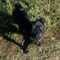 Black is Beautiful- Der moderne Mops- Junge NEWTON