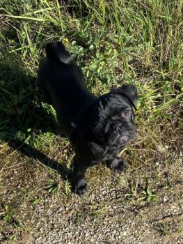 Black is Beautiful- Der moderne Mops- Junge NEWTON