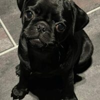 Black is Beautiful- Der moderne Mops- Junge NEWTON