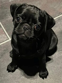 Black is Beautiful- Der moderne Mops- Junge NEWTON