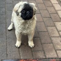 Altdeutscher Mops langhaarig beige mit schwarzer Maske