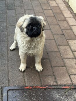 Miniaturansicht für das Anzeigenbild