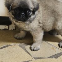 Altdeutscher Fluffy Mops beige