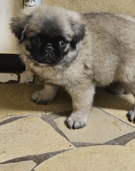 Altdeutscher Fluffy Mops beige