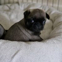 Retromops Welpen in schwarz und platinum