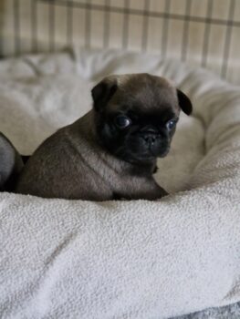 Retromops Welpen in schwarz und platinum