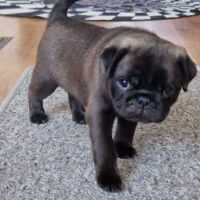 Retromops Welpen in schwarz und platinum