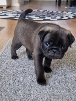 Retromops Welpen in schwarz und platinum