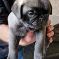 Retromops Welpen in schwarz, Silber und platinum