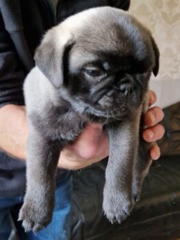 Retromops Welpen in schwarz, Silber und platinum