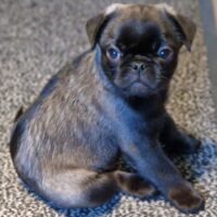 Retromops Welpen in platinum schwarz und steingrau