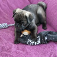 Retromops Welpen in platinum schwarz und steingrau