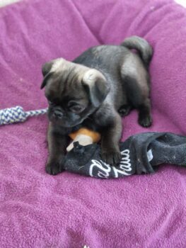 Retromops Welpen in platinum schwarz und steingrau