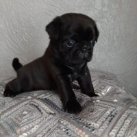 Bildschöne Mopswelpen in beige /schwarze