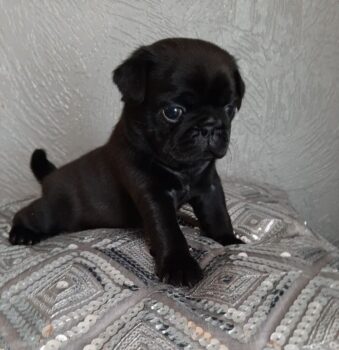 Bildschöne Mopswelpen in beige /schwarze