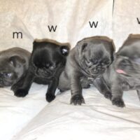 Vier wunderschöne Retro Mops Welpen