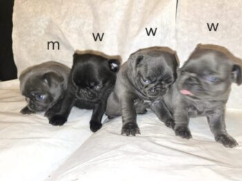 Vier wunderschöne Retro Mops Welpen