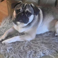 Retro Mops Deckrüde (KEIN VERKAUF)