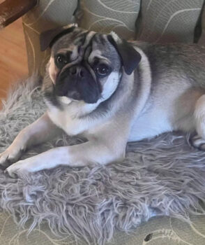 Retro Mops Deckrüde (KEIN VERKAUF)